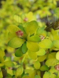 Alacsony, oszlopos japán borbolya
