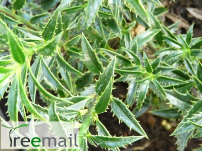 Ilex aquifolium "Myrtifolia" 