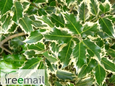 Ilex aquifolium "Silver Queen" 