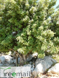 Szentjánoskenyérfa