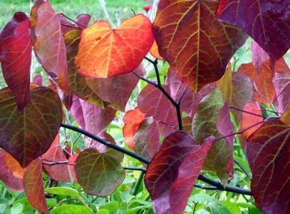 Cercis canadensis "Forest Pansy" 