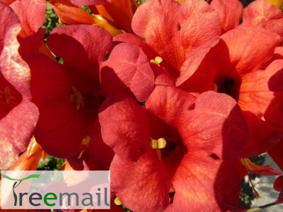 Campsis radicans "Praecox" 