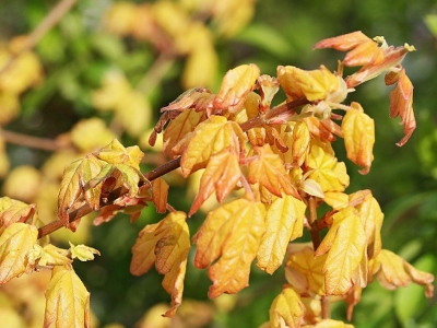 Magic Spring mezei juhar