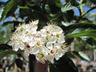 Carrierei galagonya