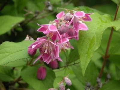 Deutzia x "Perle Rose" 