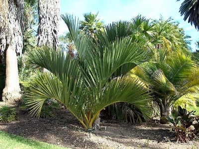 Dypsis decipiens