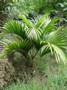Hedyscepe canterburyana