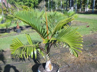 Hyophorbe lagenicaulis