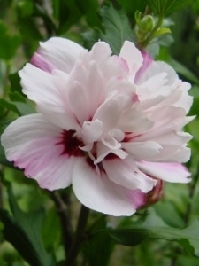 Lady Stanley mályvacserje