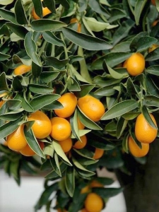 Kumquat, koktélnarancs