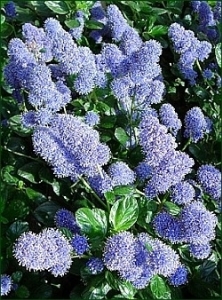 Kaliforniai kúszó orgona