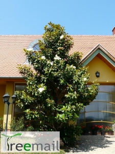 Gall örökzöld liliomfa