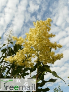 Pekingi orgona
