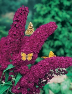 Royal Red nyáriorgona