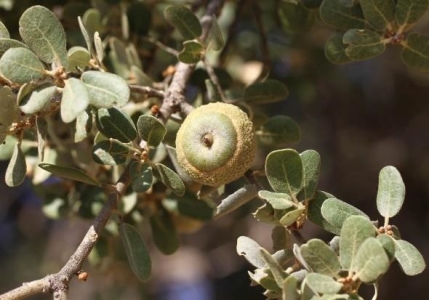 Quercus aucheri 