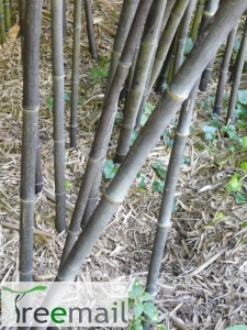 Fekete bambusz