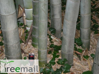 Óriás bambusz
