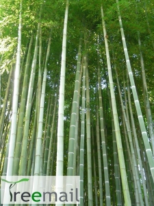 Óriás bambusz