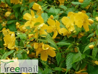 Japán boglárkacserje