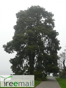 Pinus devoniana 