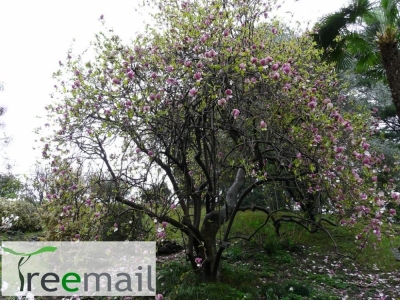 Borvörös virágú liliomfa