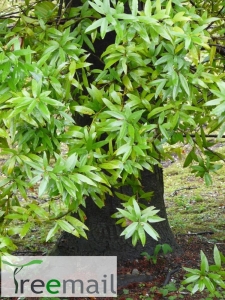 Umbellularia californica 
