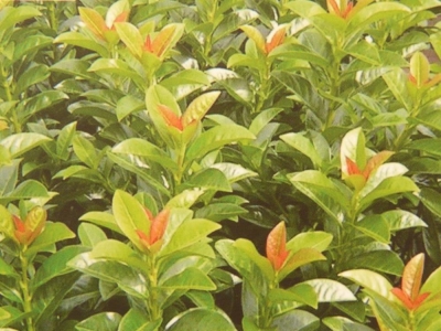 Etna babérmeggy