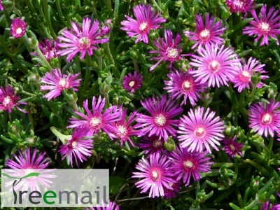 Delosperma cooperi 