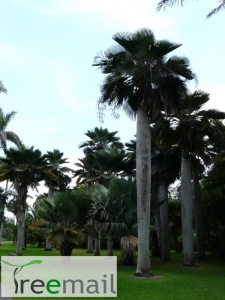 Copernicia baileyana