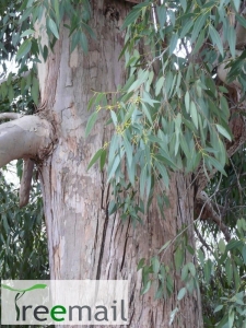 Ezüstös havasi eukaliptusz