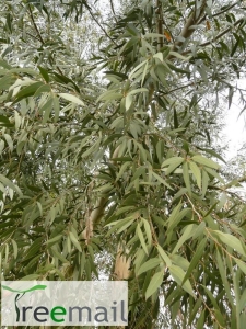 Eucalyptus rodwayi 