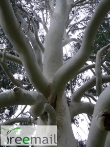 Hegyi eukaliptusz