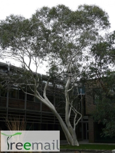 Eucalyptus pauciflora 