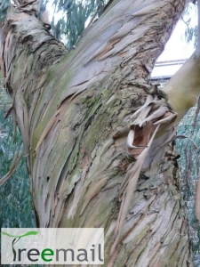 Eucalyptus perriniana 