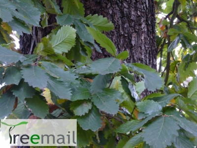 Quercus canariensis 