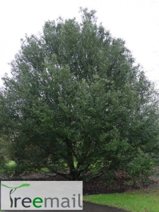 Quercus chrysolepis 