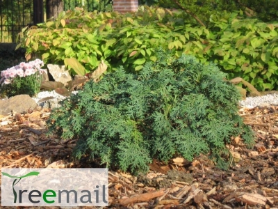 Tamariszkusz-levelű oregoni hamisciprus