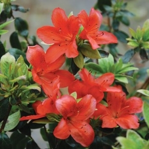 Orange Beauty Azálea