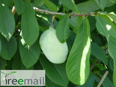 Prima Indián banán, Pawpaw