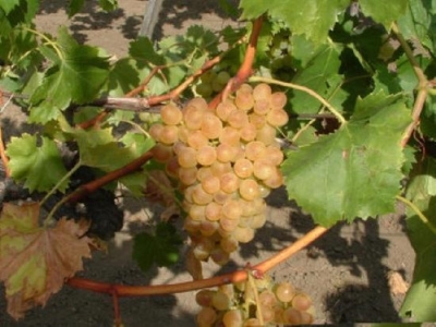 Palatina bioszőlő