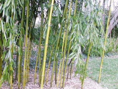 Kínai aranycsíkos bambusz