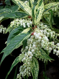 Leucothoe fontanesiana "Rainbow"