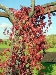 Parthenocissus quinquefolia "Engelmannii" 