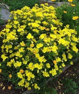 Aranyvirágú ligetszépe