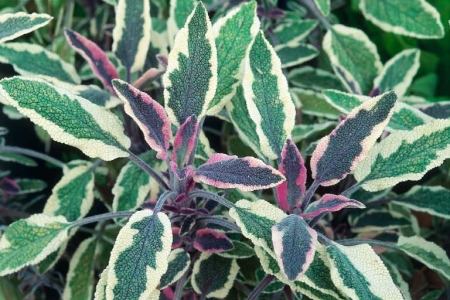 Salvia officinalis "Tricolor" 
