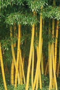 Aranyszárú bambusz