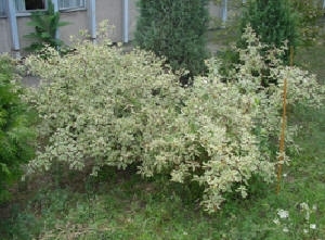 Weigela "Courtared" 