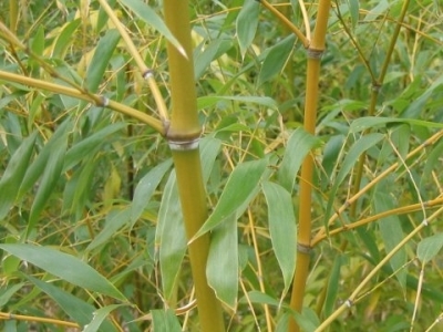 Hajlékony bambusz