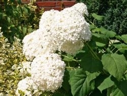 "Annabell" cserjés hortenzia