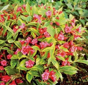 Tarka levelű piros rózsalonc